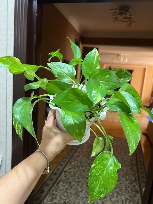 Продам комнатные растения