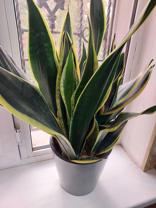 Сансевьерия голд