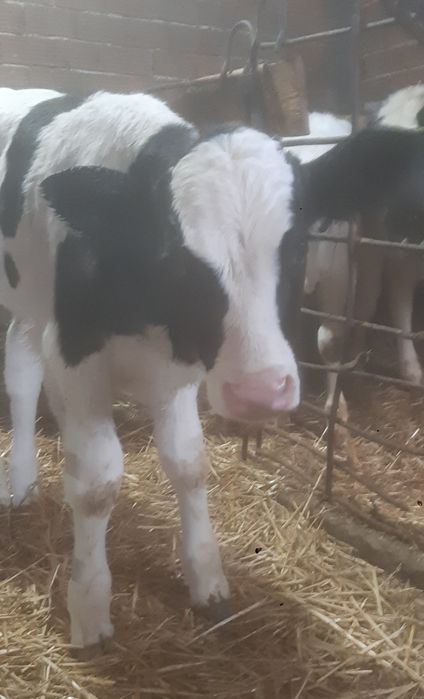 Мъжки телета сукалчета черно шарени