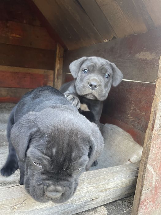 Vand pui cane corso