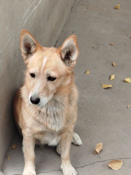 Животные умные и ласковые.