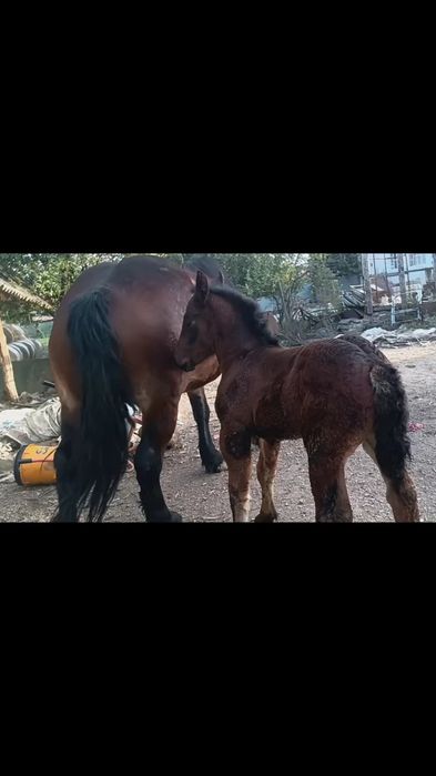 De vânzare iepe.    .