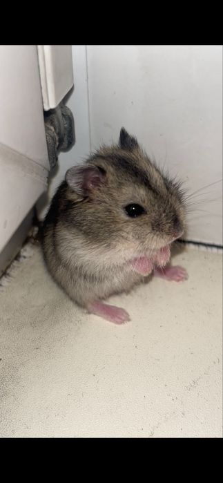 Продам хомячка.