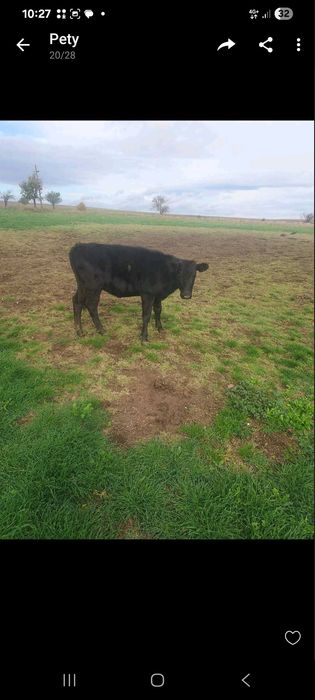 Мъжки угоени телета