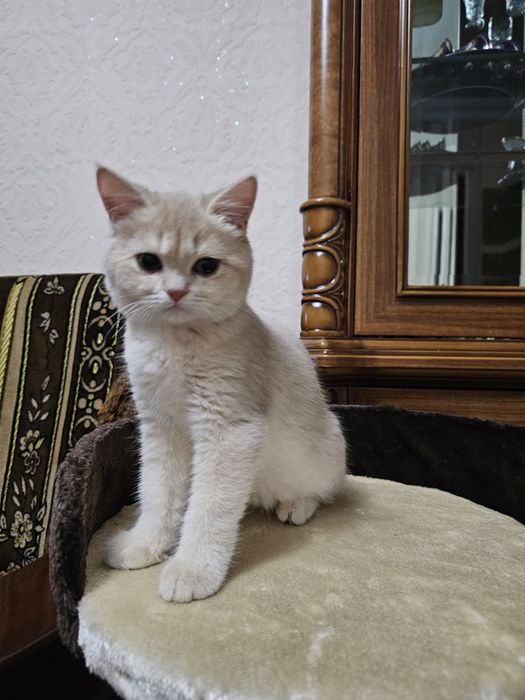 мальчик 3 месяца, шотландский шиншилла лилового окраса,