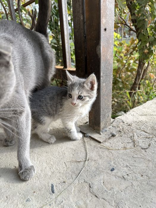 Котенок 2 месяца