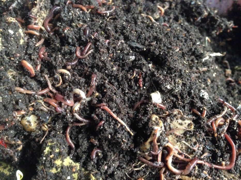 Rame/rime Rosu de California pt compost sau pescuit