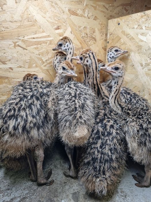 Pui de struț negru african