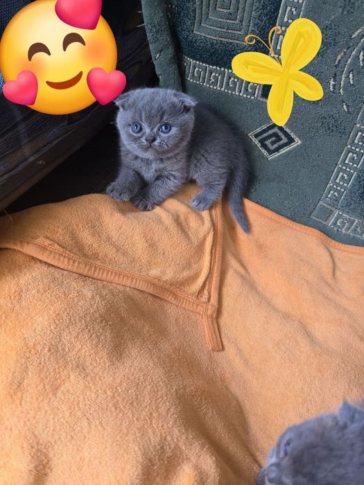 Продаются плюшевые котята. Порода скотиш фолд. От правильной вязки.