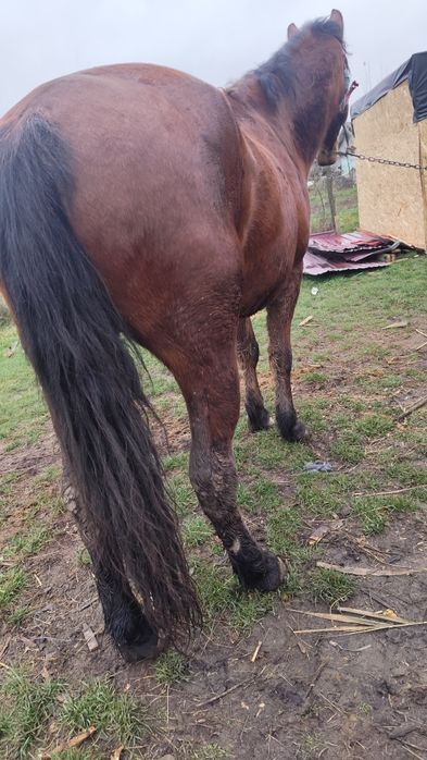 Vând sau schimb mânz de trei ani decastrat e cuminte nu merge bine la