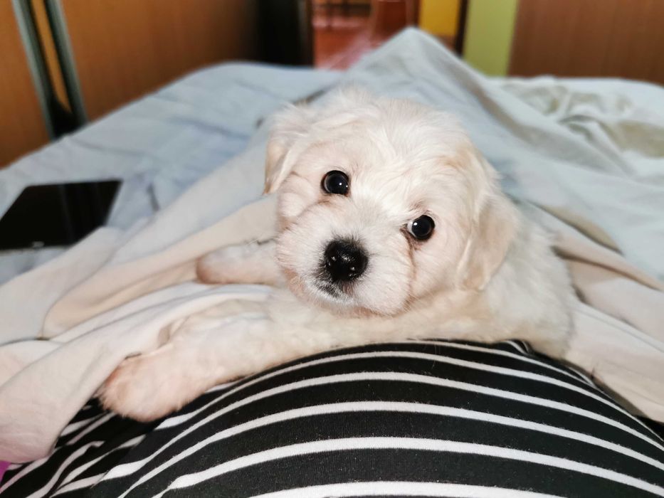 Bichon maltez! O fetiță drăgălașă!