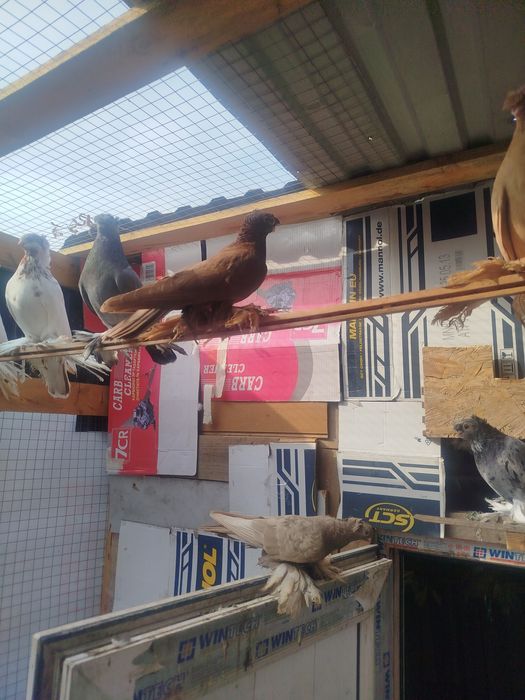 Продам голубеи разных