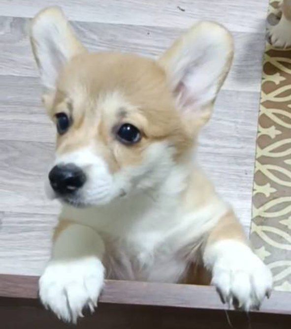 Щенки Вельш Корги Пемброк