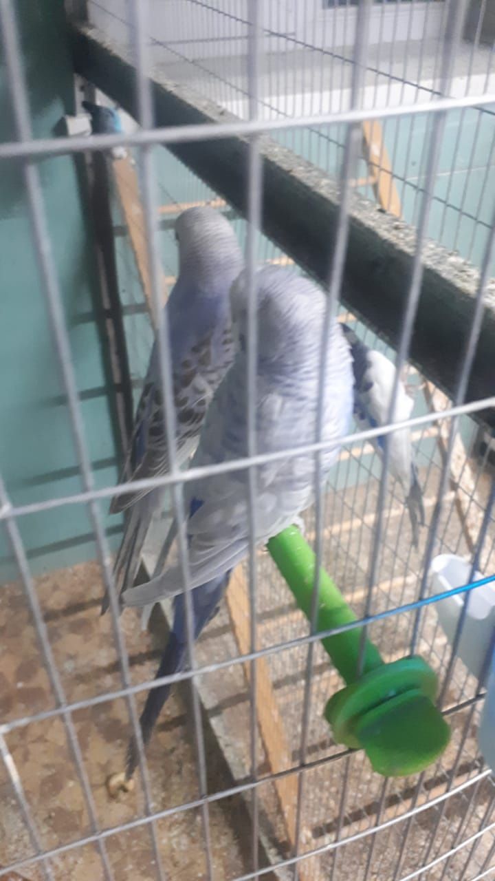 ПОПУГАИ - Волнистые попугаи