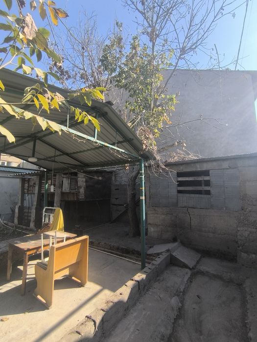 Продаю дерево орех, толстый ствол диаметр 35 см