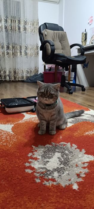 British Shorthair Tabbit fetita