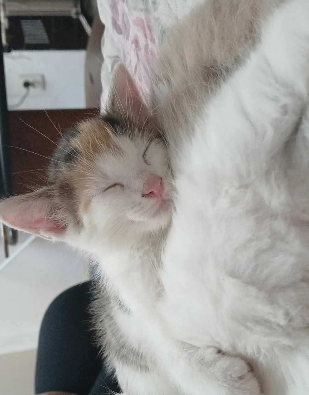 O minune pufoasă își caută o familie iubitoare