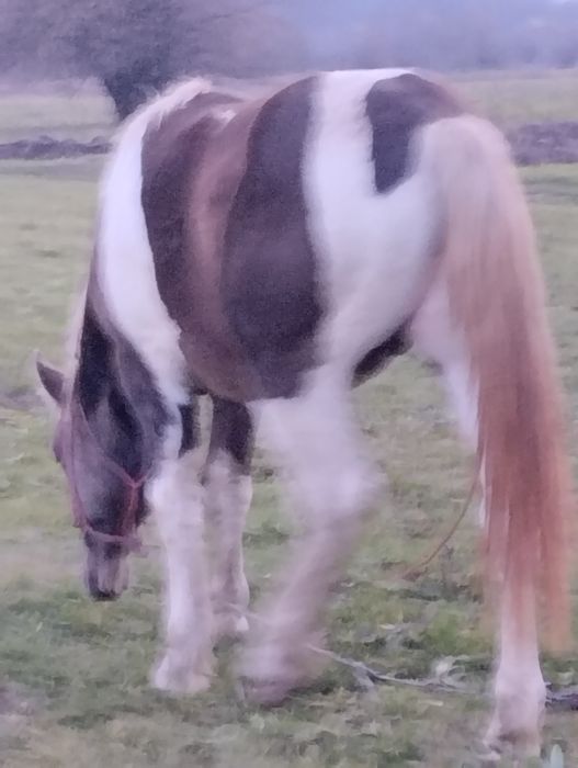 De vânzare mânz tărcat