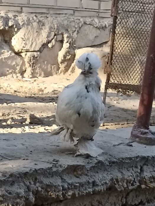 Японка тавукчалар сотилади