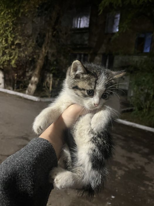 Маленький Кошка срочно бесплатно