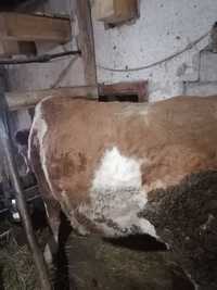 Vaca de vanzare gestanta in 6 luni