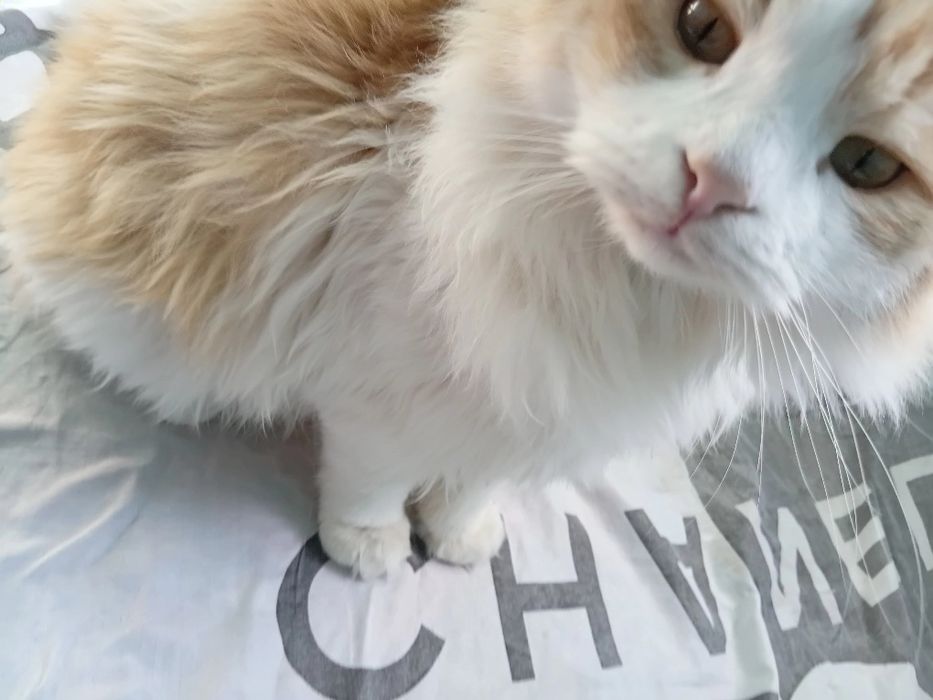 Oliy navli mushuklar sotiladii 200 dol