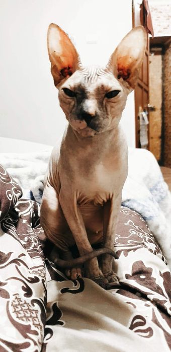 Отдам кошку сфинкс