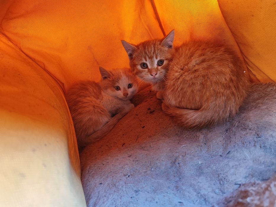 Отдам котят в хорошие руки