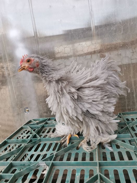 Cochinchina pitic lavandă