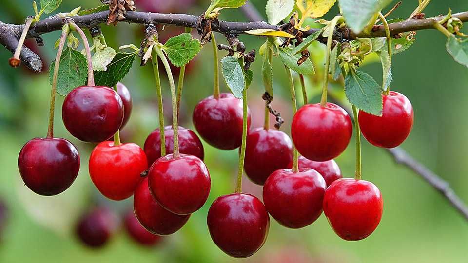 Вишня с куста самосбор