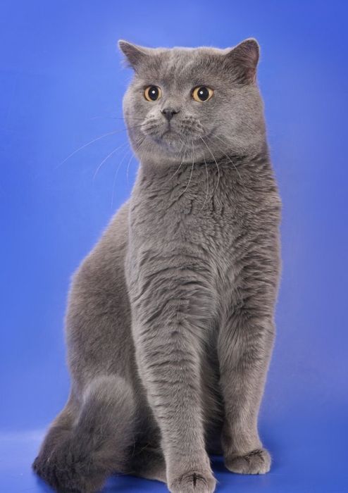 Британский Скоттиш страй мушуги сотилади.