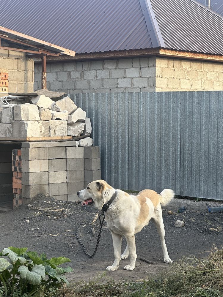 Казак Тобет 3 жаска толмаган                                        .