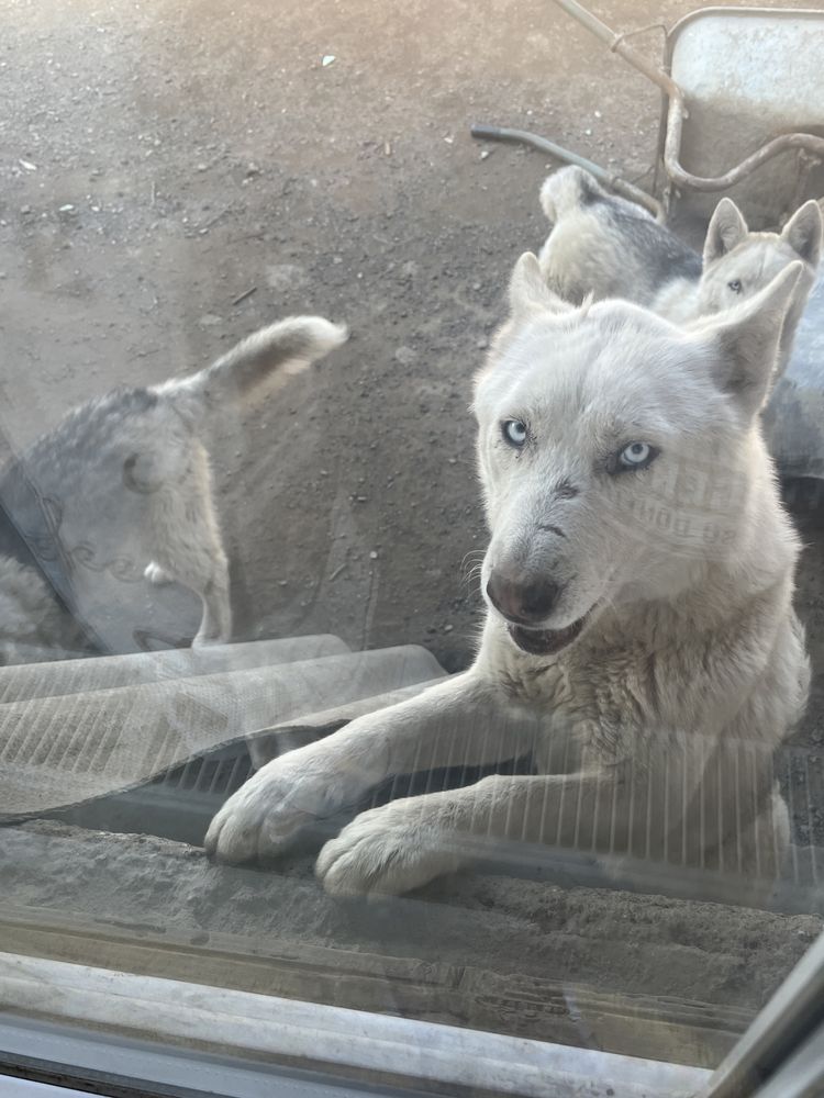 Donez două cățele husky siberian