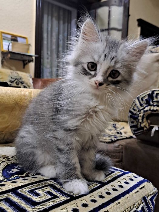 котята в Ургенче