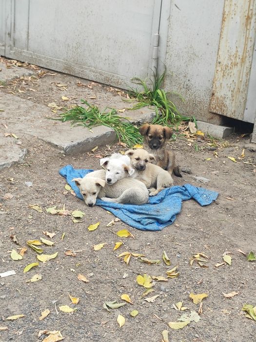 Отдам щенят срочно