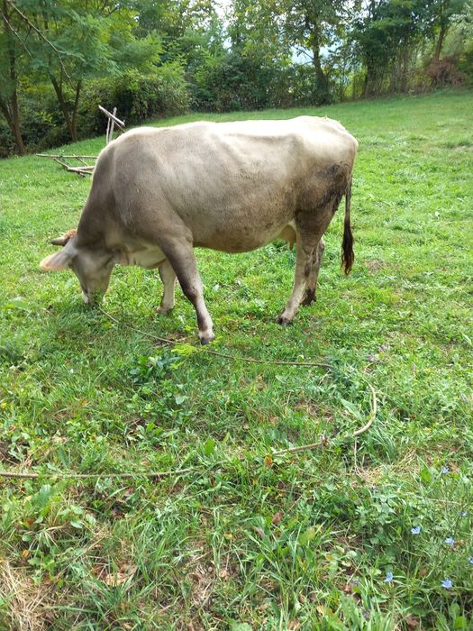 Vacă de vânzare în vulcana de sus județul Dâmbovița  gestantă în 5 lun