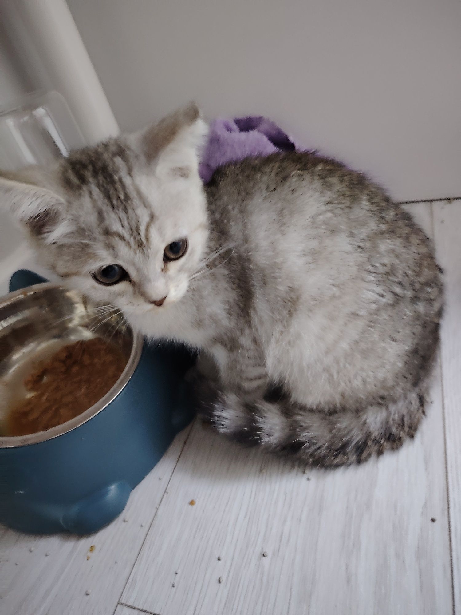 Котёнок продается