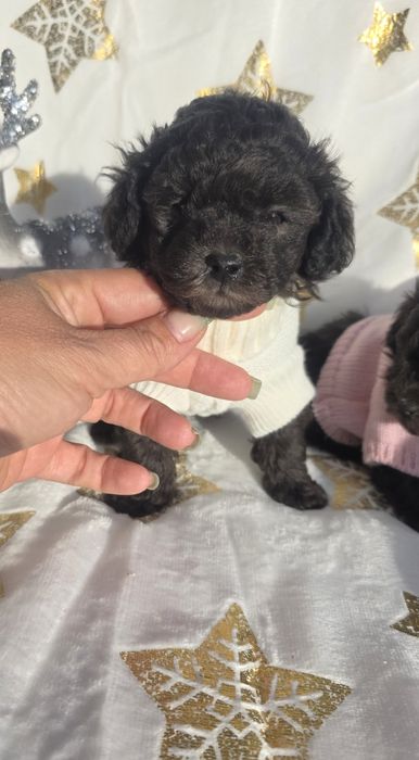 Пудел той /сребърни момичета / с родословие