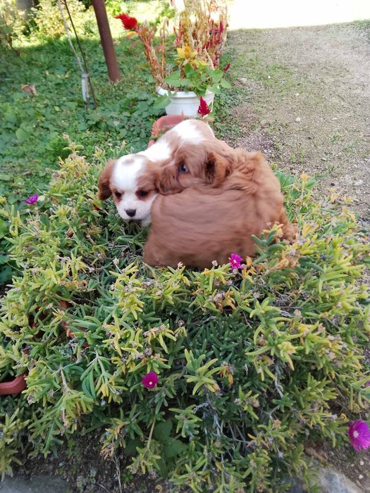 Кавапу и Кавалер Кинг Чарлз шпаньол