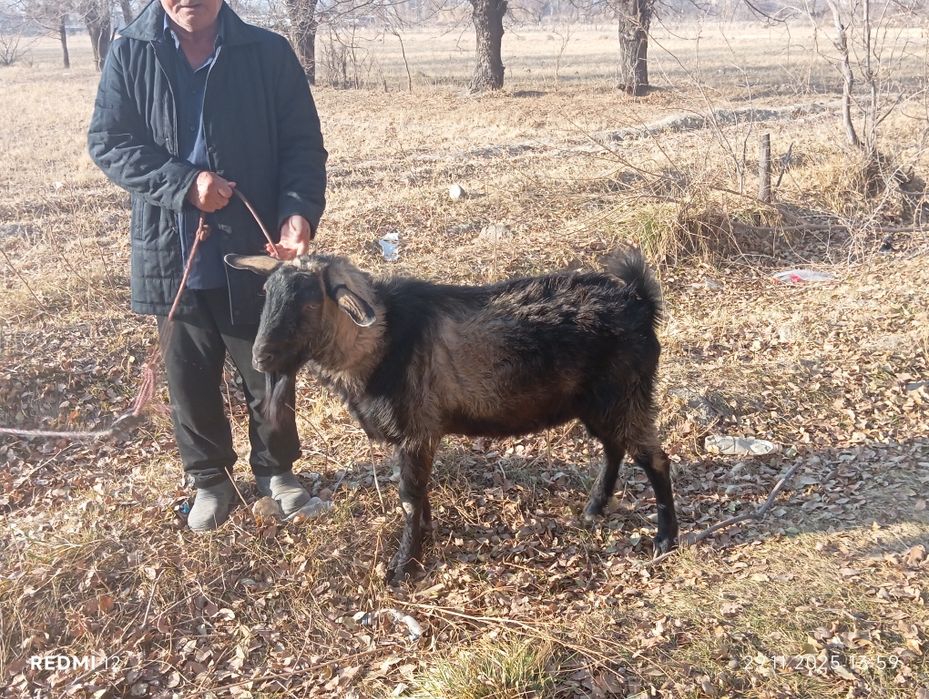 Парода теке 3 жасар