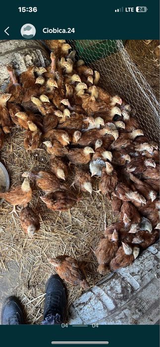 Pui de carne si rasa mixta