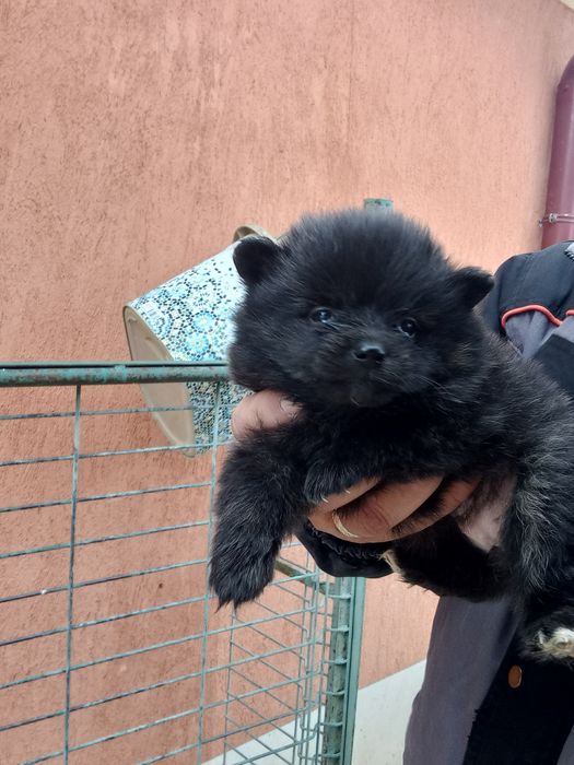 Продавам померан шпиц