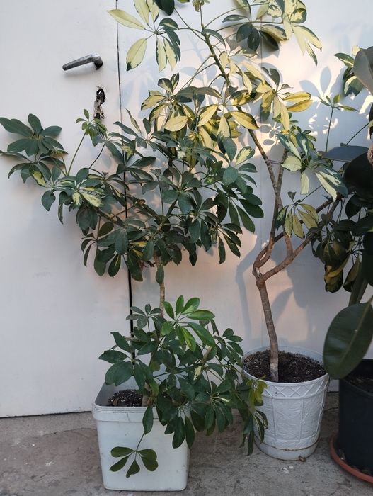 Стайни дългогодишни цветя