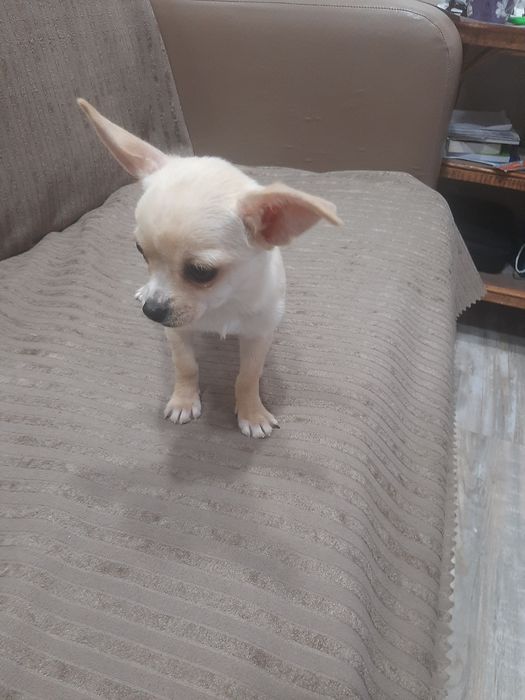 Чихуахуа мини момченце