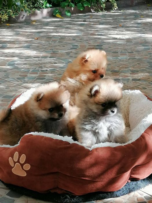 Померан - кученца