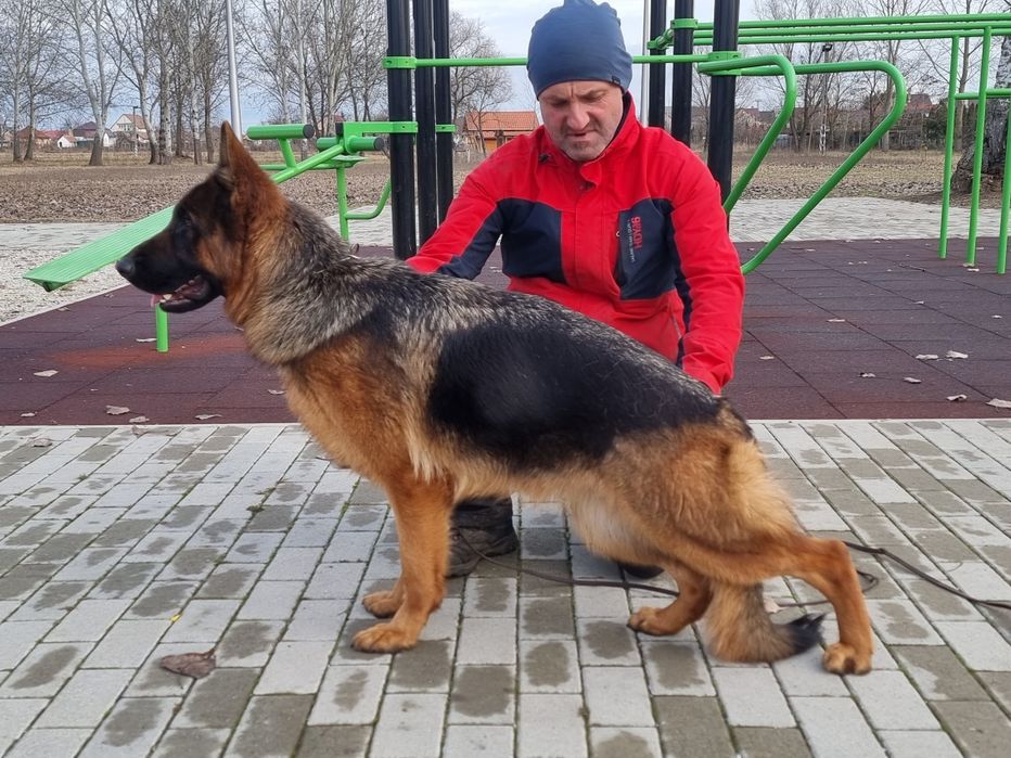 Vand cățel Ciobanesc German.