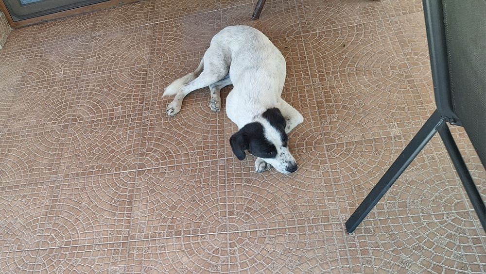 Donez cățelușă de talie medie