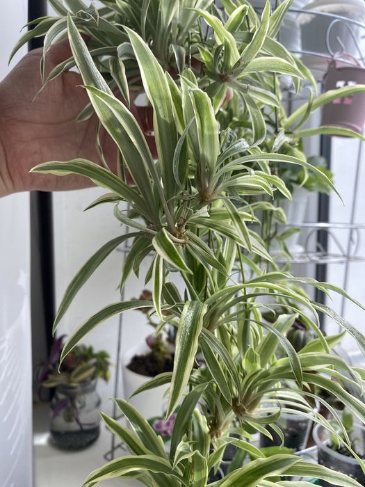 Отростки хлорофитума 500 тг