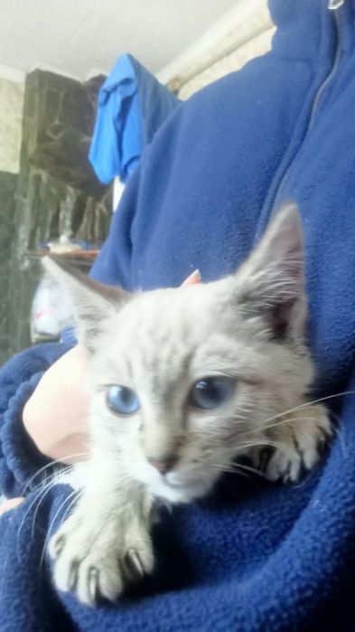 Котенок умный красивый