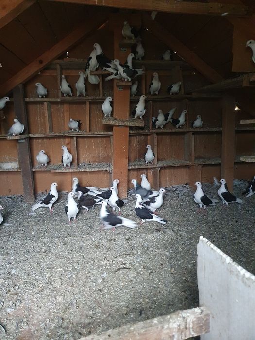 Vand porumbei voiajori si jucatori